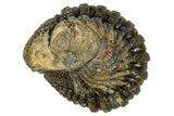 Wide, Enrolled Morocops Trilobite - Morocco #347247-2